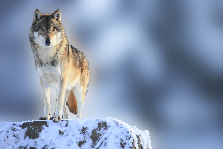 Wolf auf Felsen