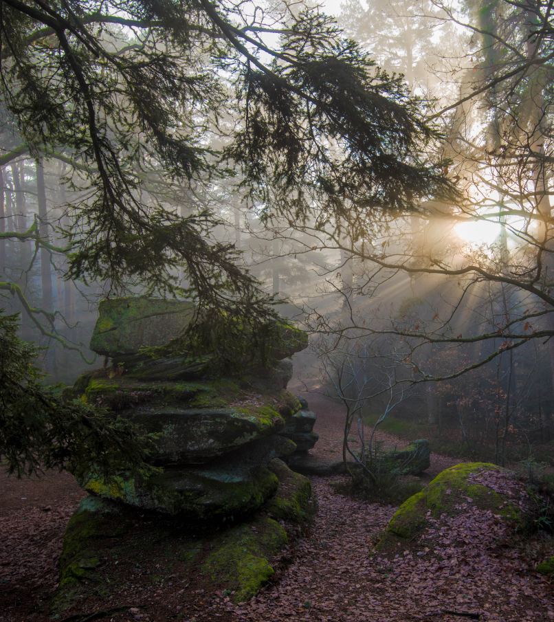 Nebel im Wald