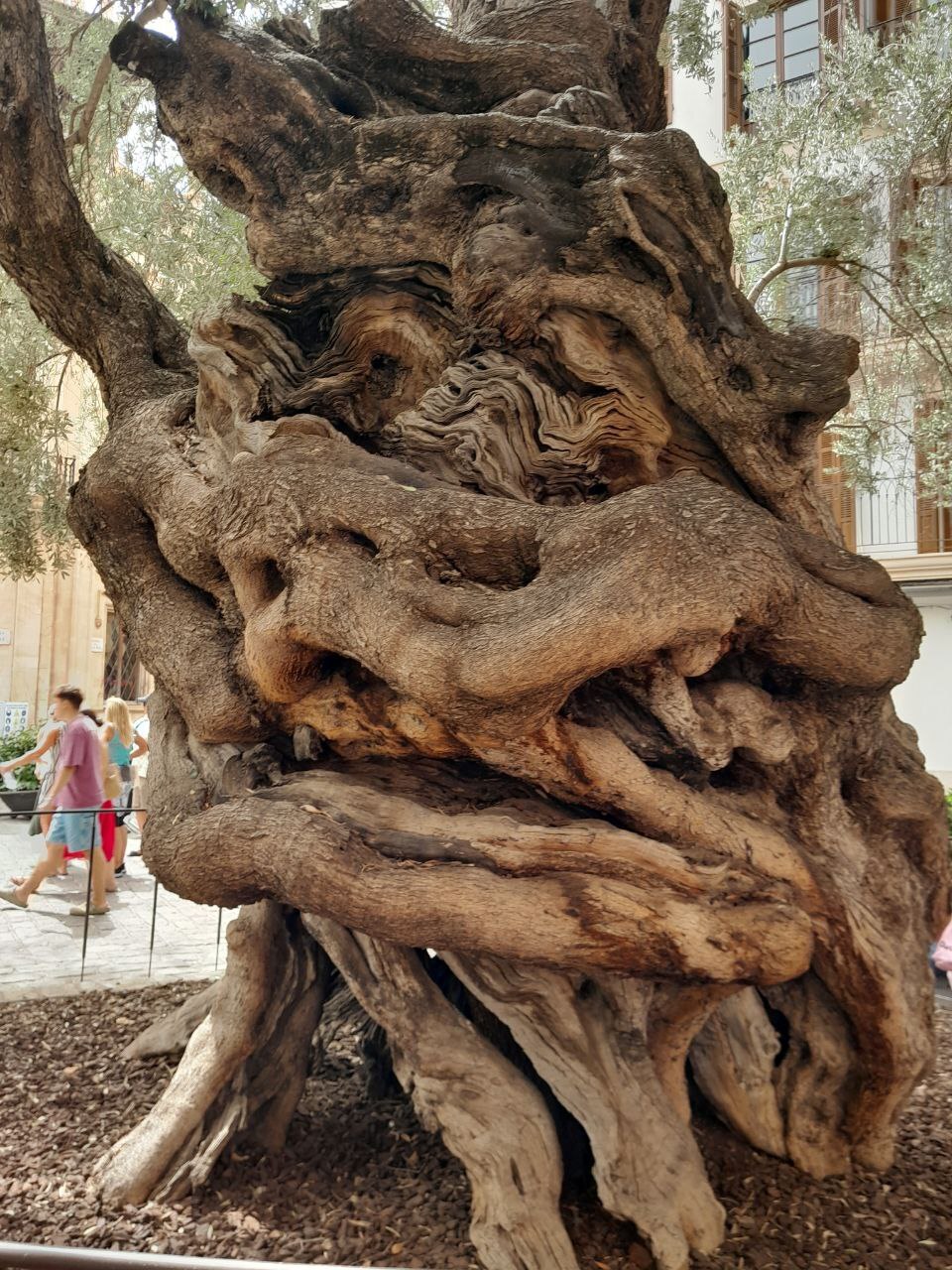 Olivenbaum mit Gesicht