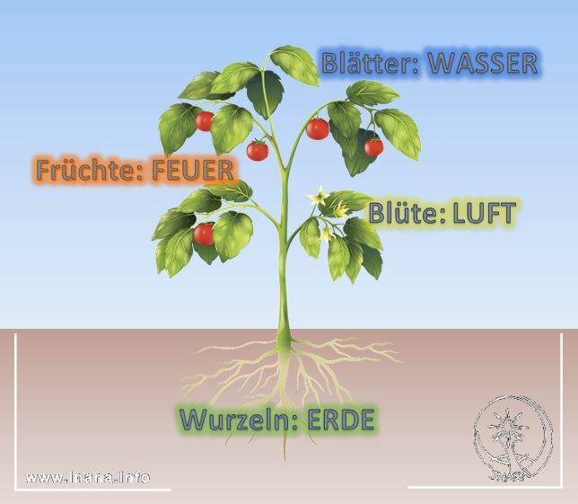 Grafik, die die im Text beschriebenen 4 Elemente an der Pflanze zeigt