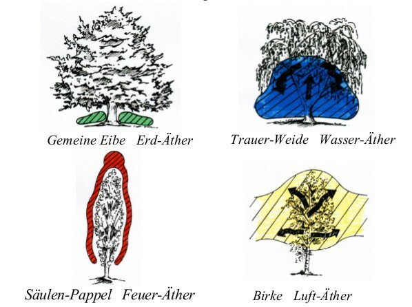 4 typische Bäume und ihr Elemente-Äther Feld