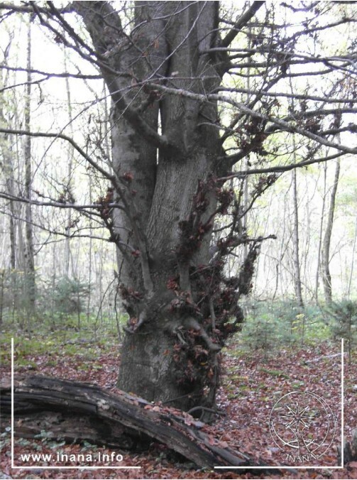 Gewzwieselte Buche mit Angstreisern