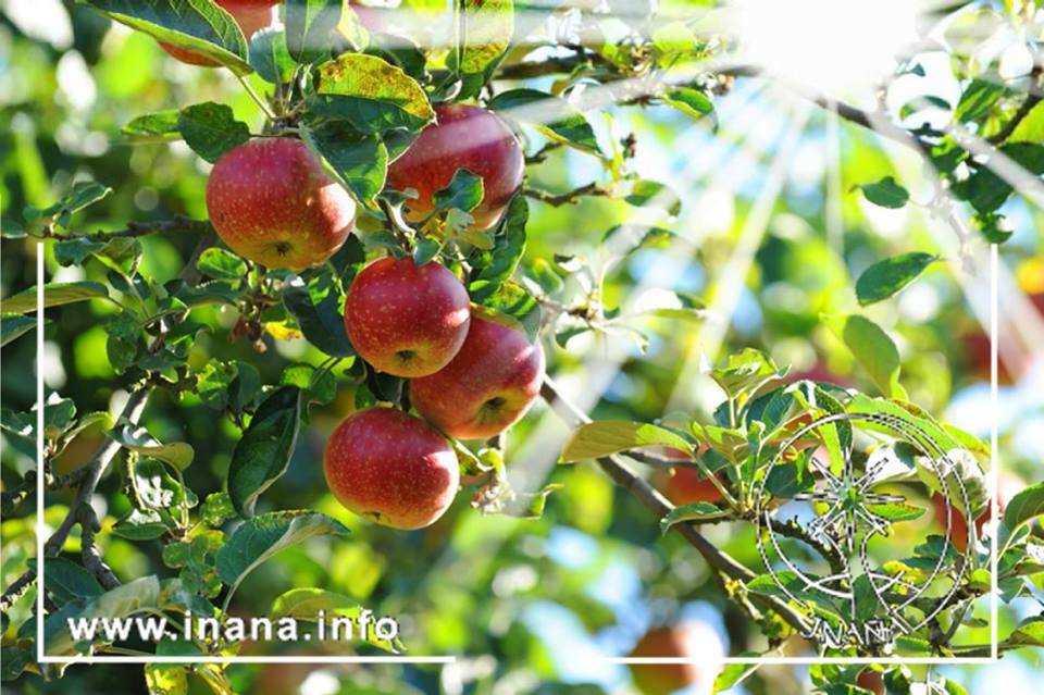 Äpfel am Baum