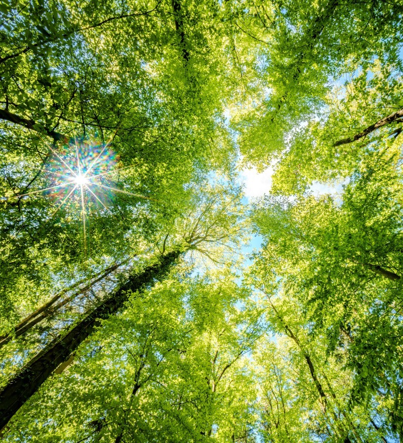 Blick in die Baumkronen