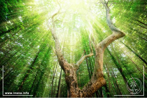 Baum im Wald in den Strahlen der Sonne