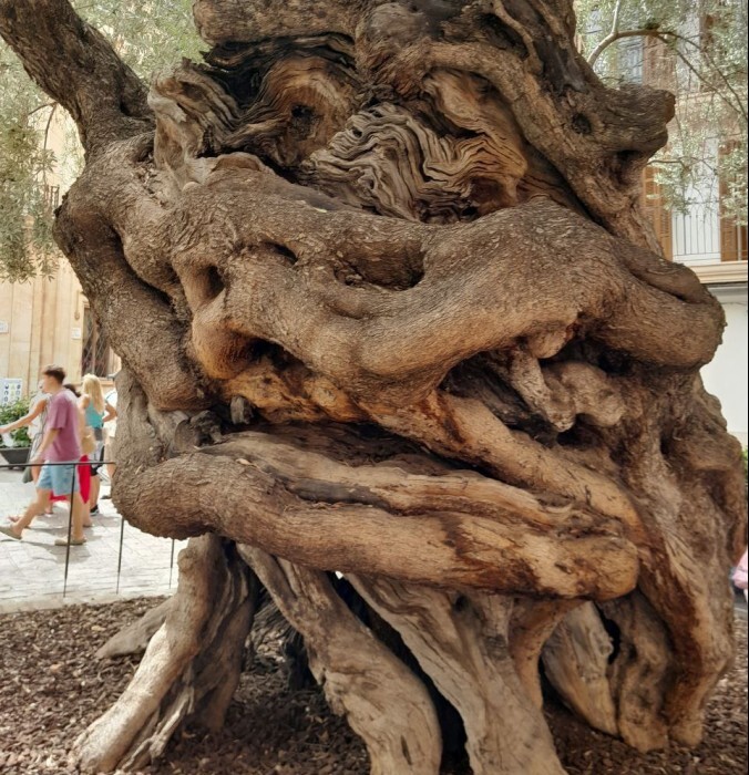 Olivenbaum