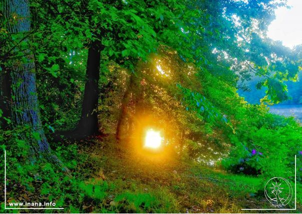 Hellstrahlendes Licht im Wald