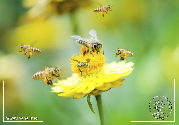 Bienen auf Blüte