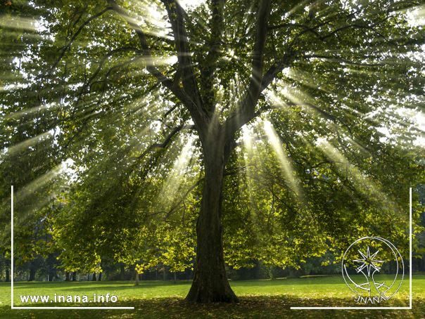 Platane, durch die das Licht scheint