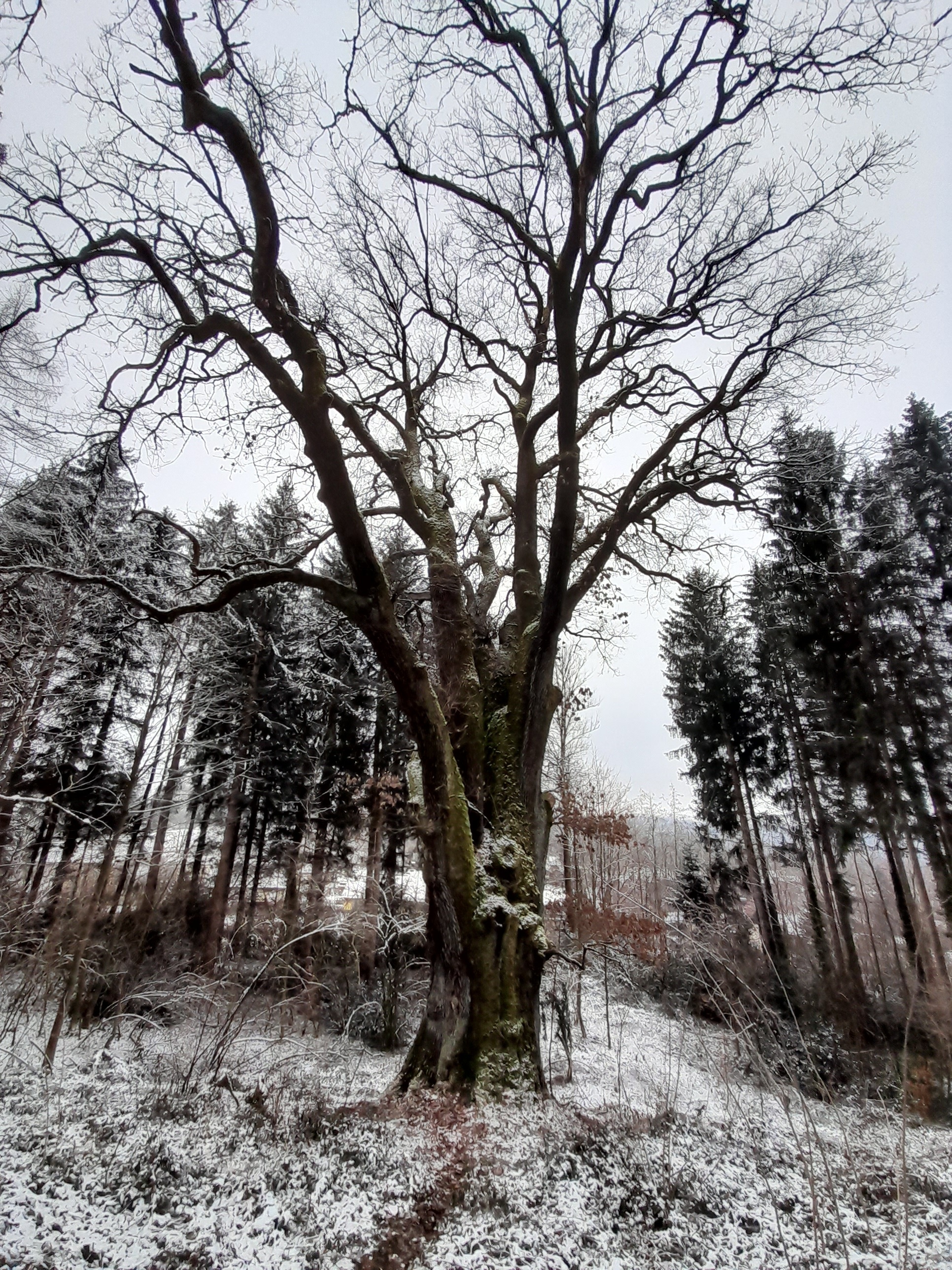 Eiche