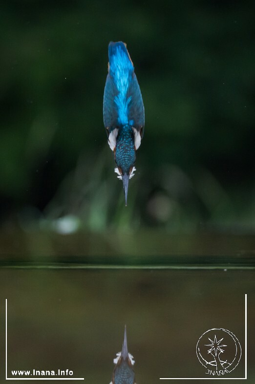 Eisvogel, der ins Wasser stößt