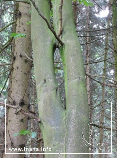 Baum teilt sich und wächst wieder zusammen, so dass ein Loch entsteht