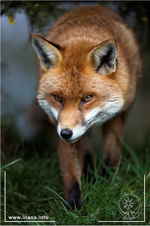 Fuchs