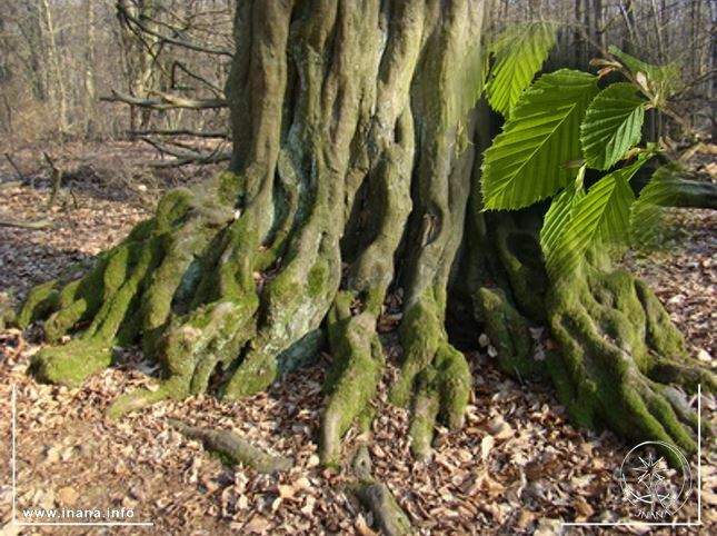 Hainbuchenstamm und Hainbuchenblatt