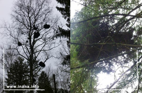 Hexenbesen an Birke und Fichte