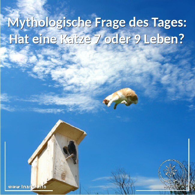 Katze im Sprung auf einen Vogel aufgenommen