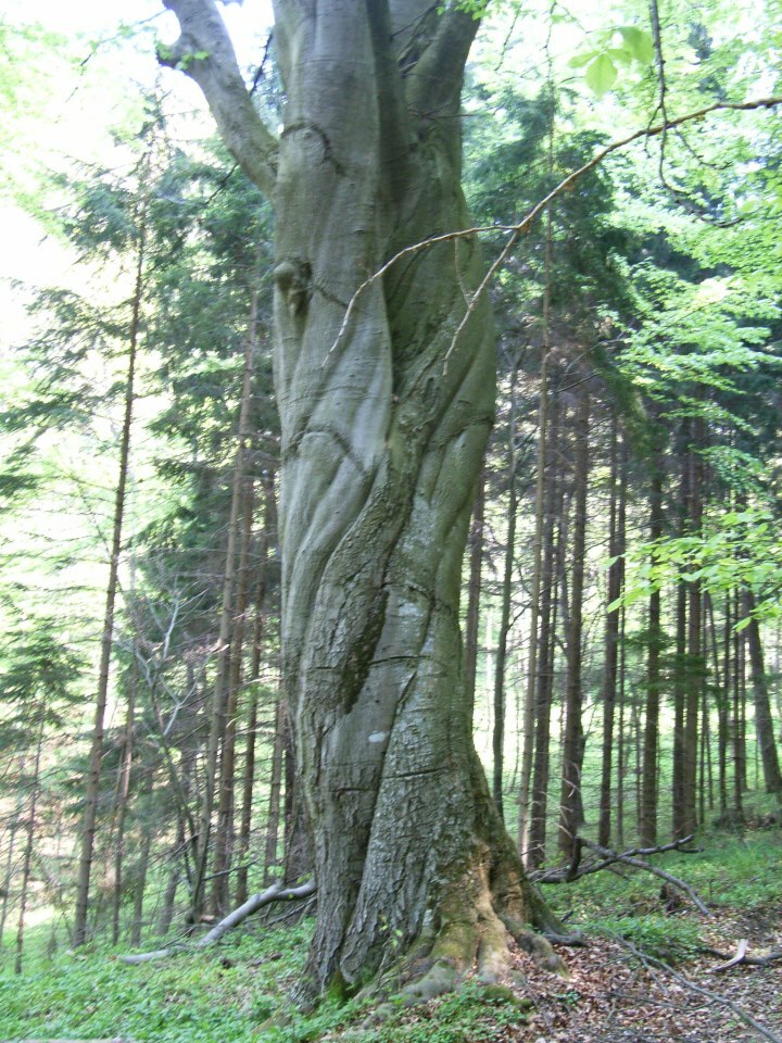 Gezwieselte Buche mit Drehwuchs