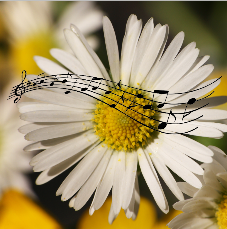Gänseblümchen mit Noten