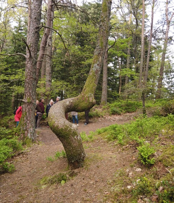 Spiralartig wachsender Baum