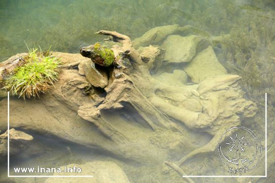 Wesenhafte Wurzel im Wasser