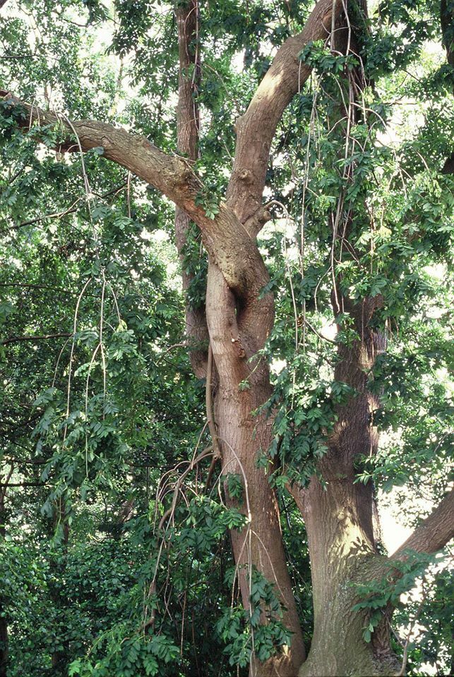 Menschenähnlicher Baum