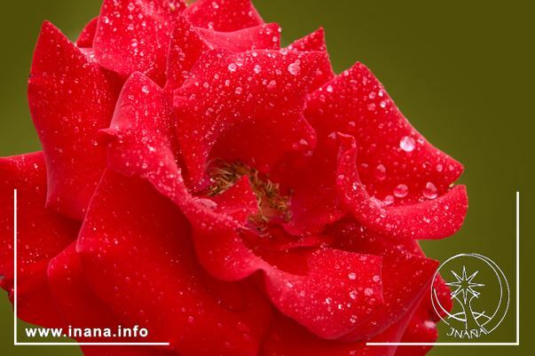 Rote Rose