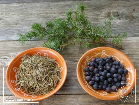 Wacholderbeeren und -spitzen