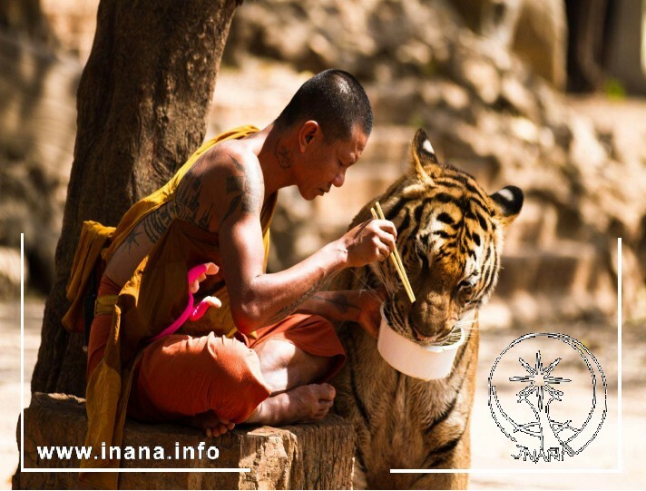 Buddistischer Mönch ißt gemeinsam mit einem Tiger