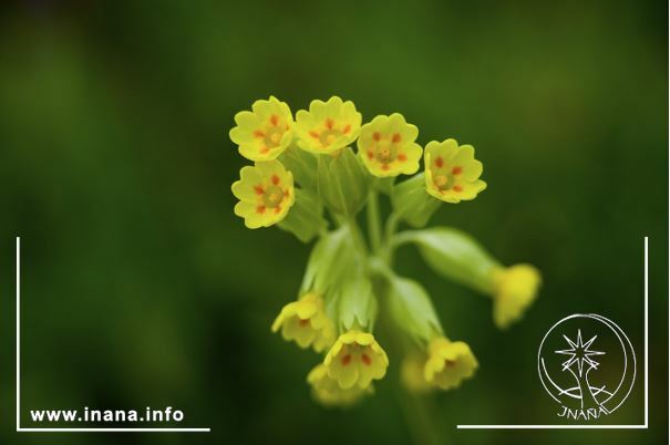 Schlüsselblume