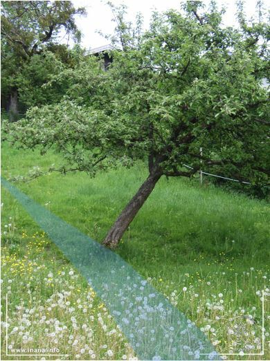 schräg wachsender Apfelbaum