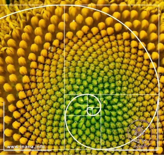 Sonnenblume - Fibonacci