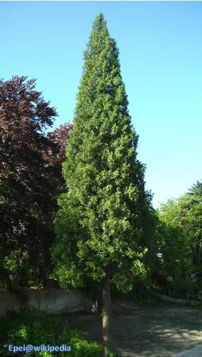 Thuja plicata