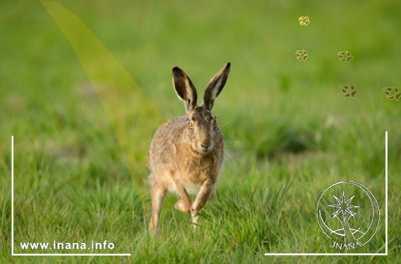 Laufender Hase mit ätherischer Fährte