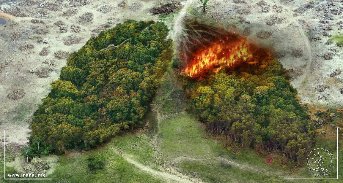 Wäder wie zwei Lungenflügel, ein Wald brennt