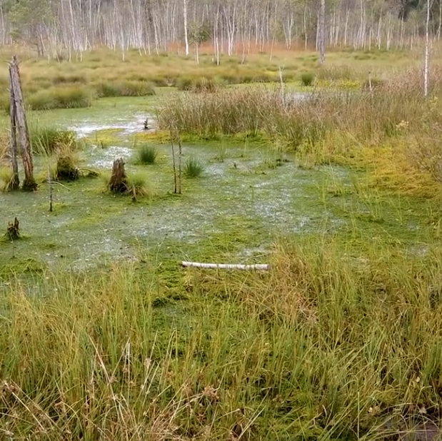 Werdensteiner Moor