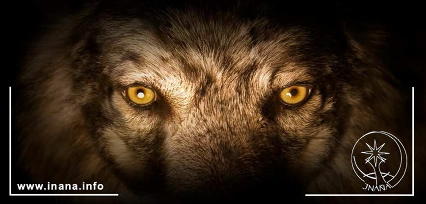 Augen eines Wolfs